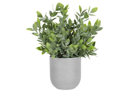 Lidia Jasmine Plant Potted