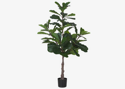 Kani Fiddle Tree Potted