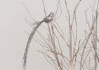 Long Tail Bird Orn Silver