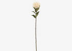 Jada Leucosper Mum Stem Ivory
