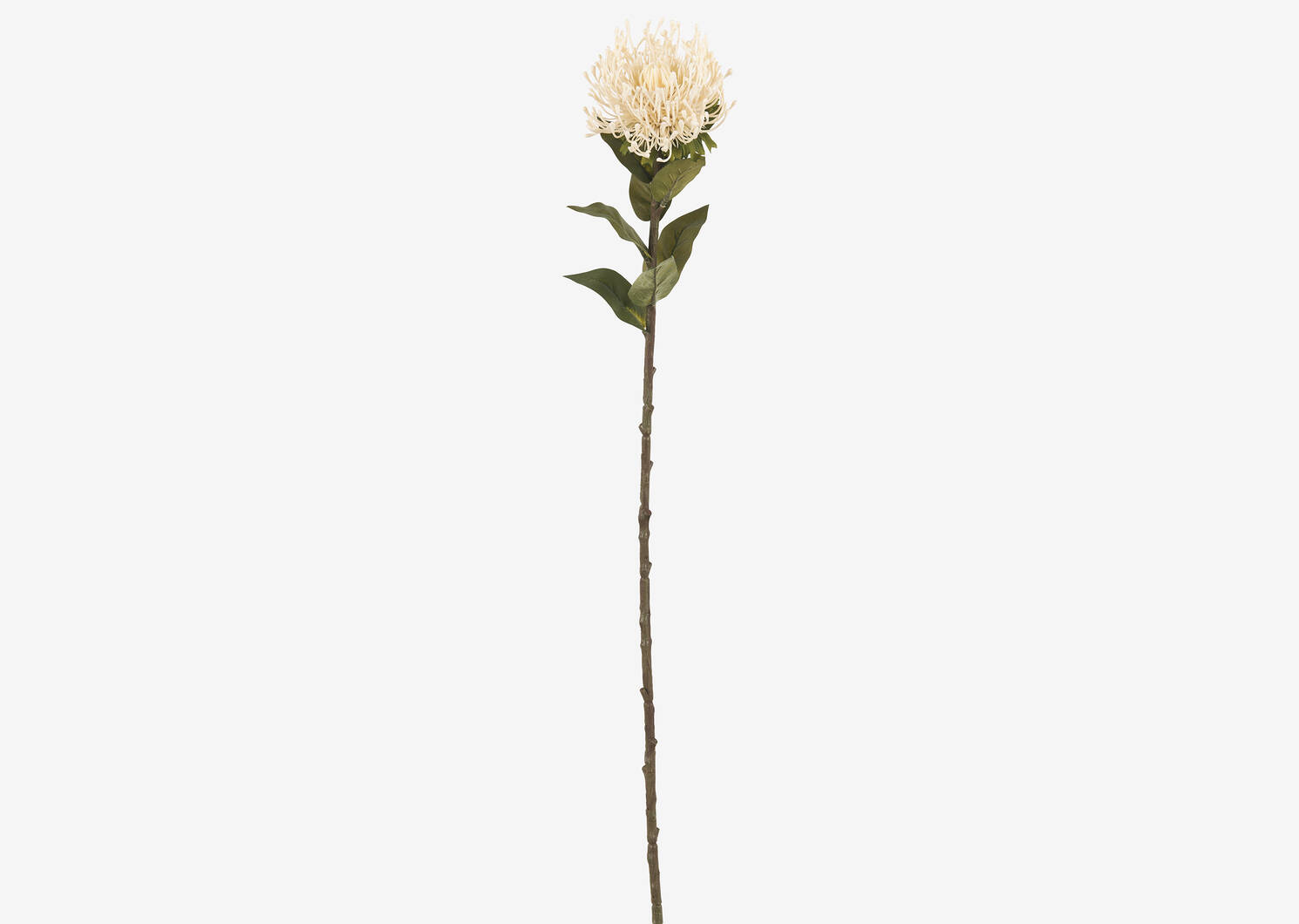 Jada Leucosper Mum Stem Ivory