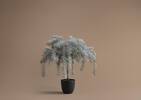 Weeping Cedar Tree Small