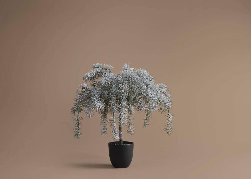 Weeping Cedar Tree Small