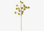 Branche ang&eacute;lique sauv Wild Angelica j.