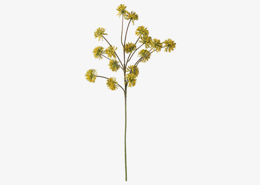 Branche ang&eacute;lique sauv Wild Angelica j.