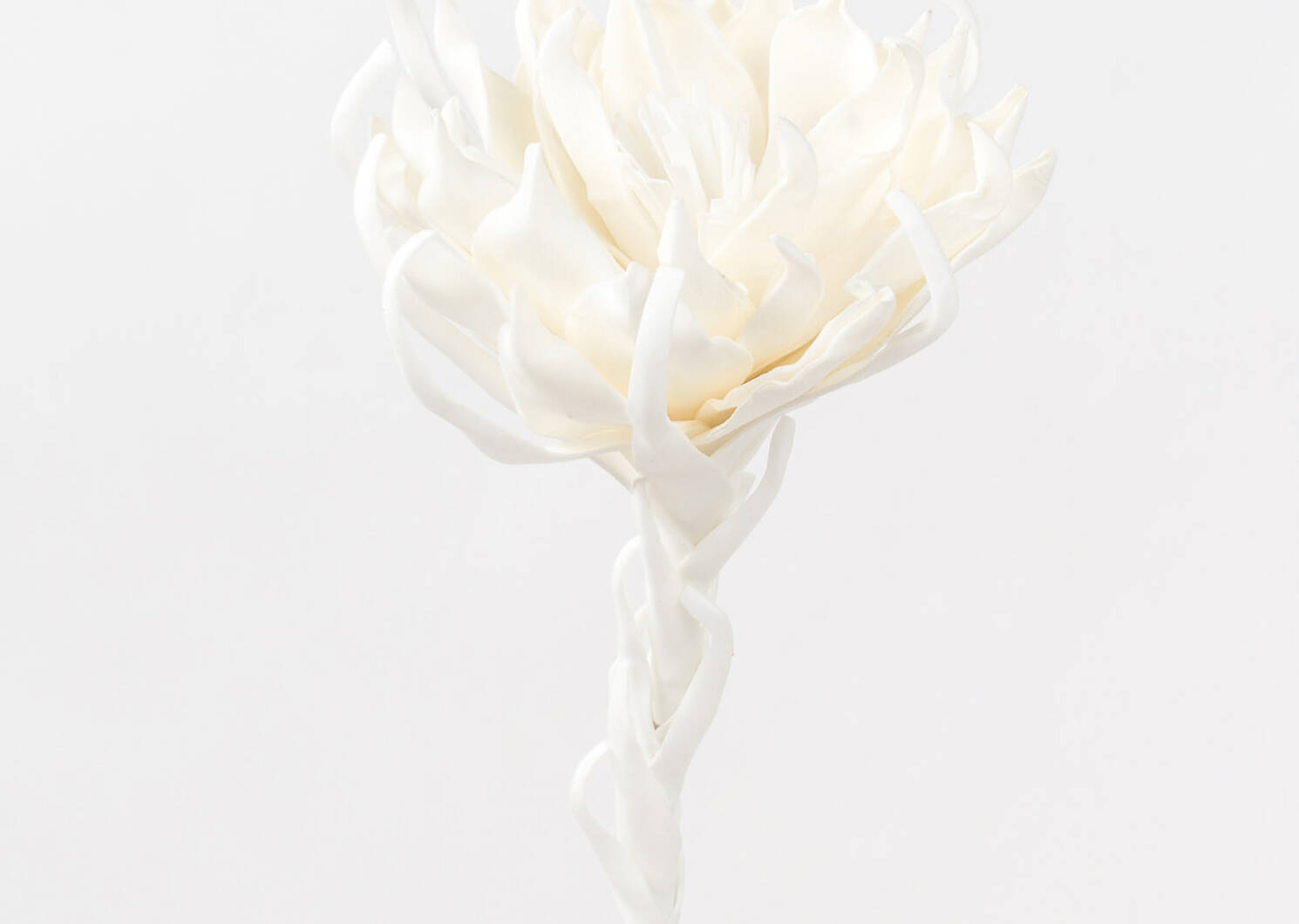 Fleur Ursa blanche