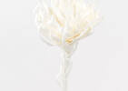 Fleur Ursa blanche