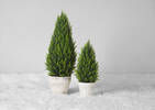 Joss Topiary Potted Large