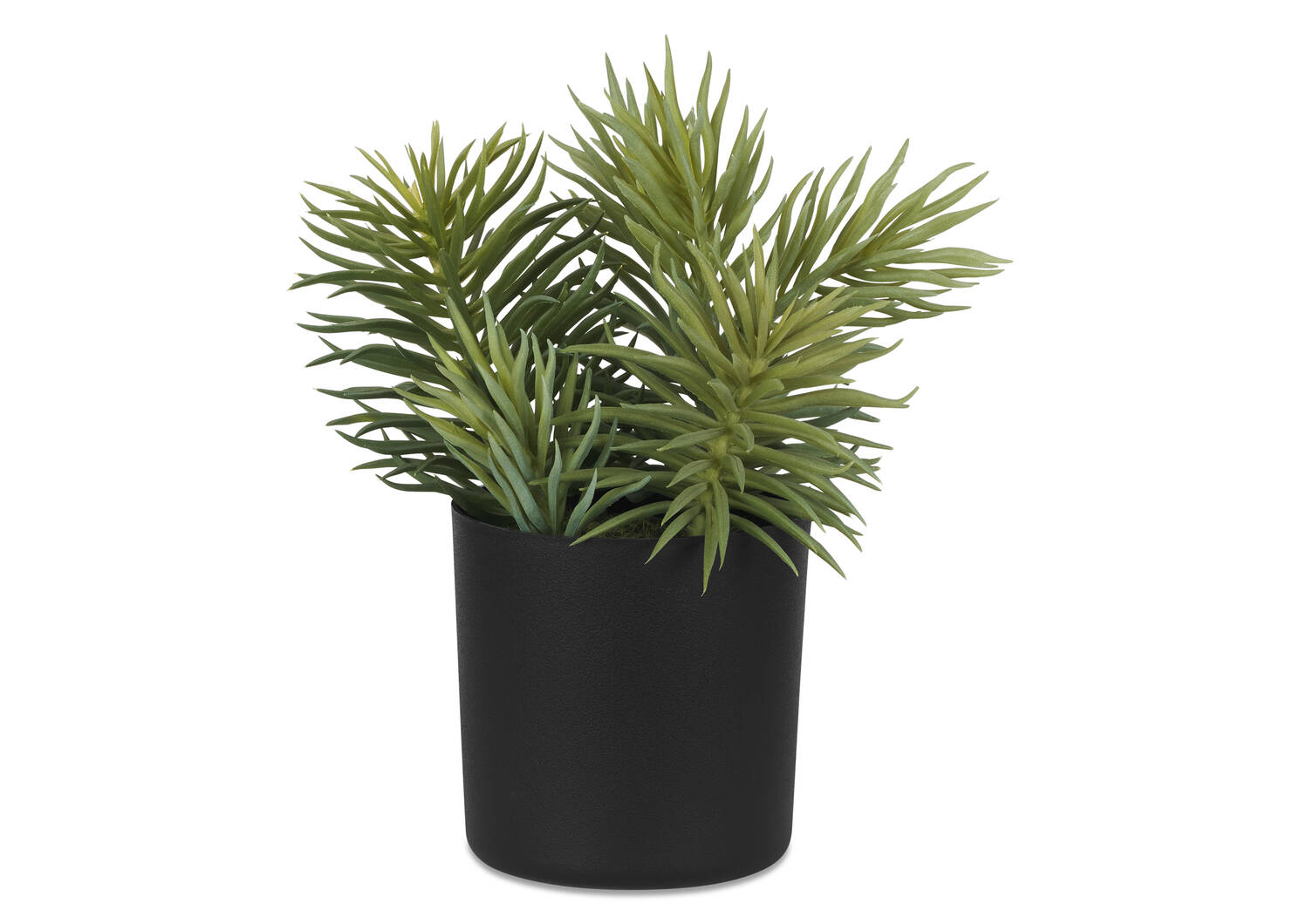 Succulentes en pot Senecio