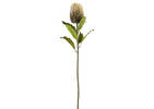 Tige de banksia Jocie sable