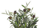 Bouquet d'olivier en pot Tristin