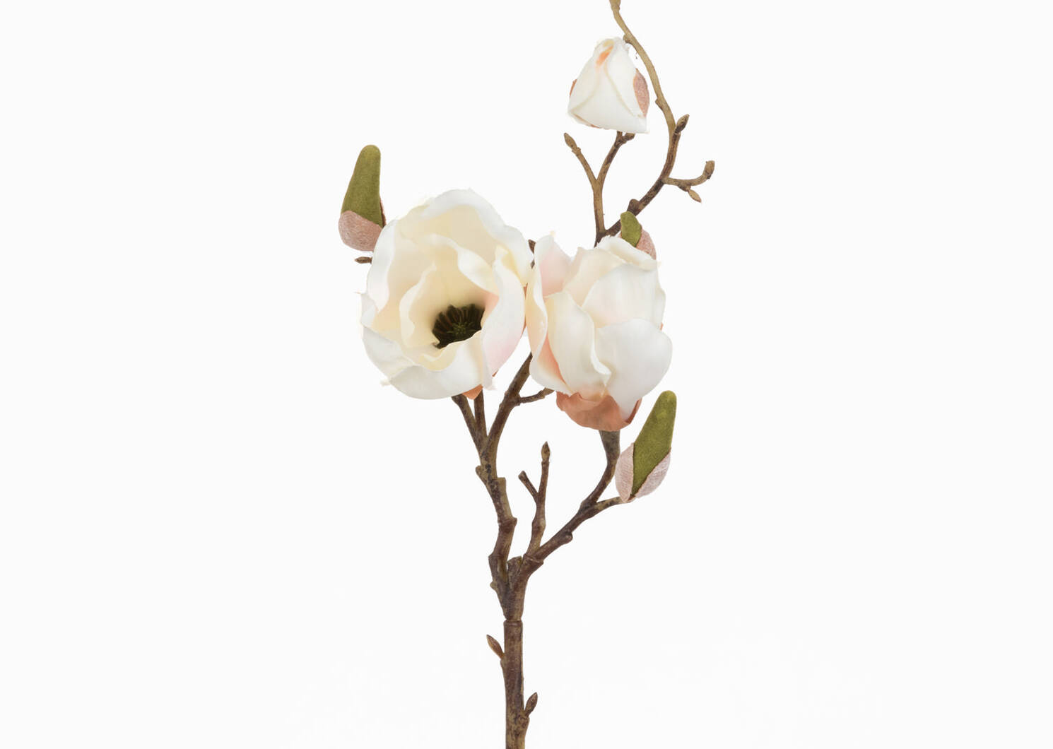Tige de magnolia Gwen lait