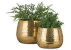 Rikki Planters