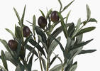 Odelia Olive Branch