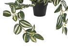 Zebrina Plant Potted