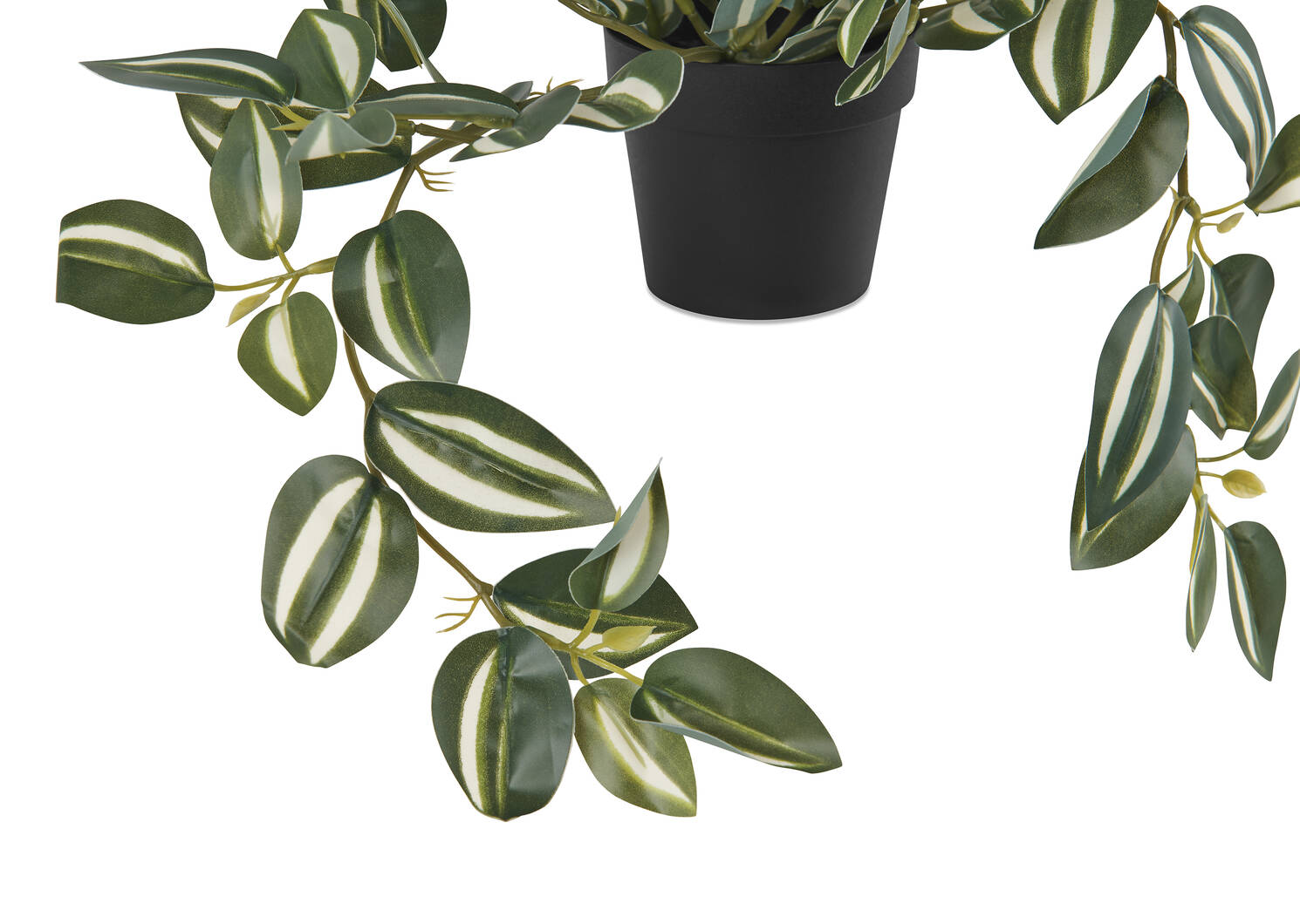 Zebrina Plant Potted