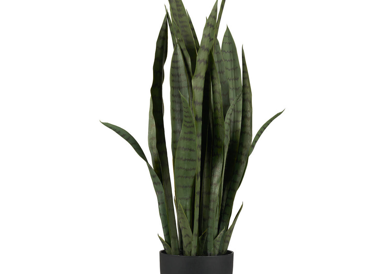 Tremaine Snake Plant Potted