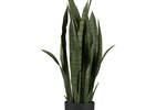 Tremaine Snake Plant Potted