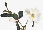 Wess Magnolia Stem