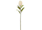 Tige de banksia Jocie ivoire