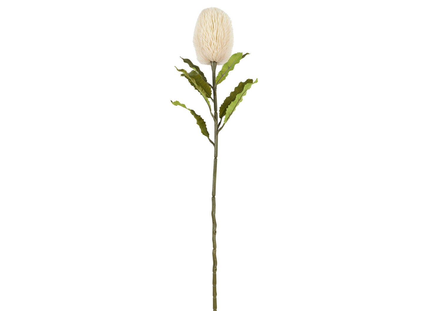 Tige de banksia Jocie ivoire