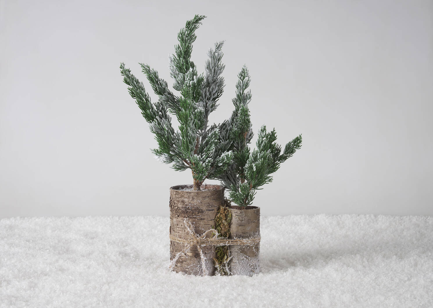 Wynter Fir Trees Potted