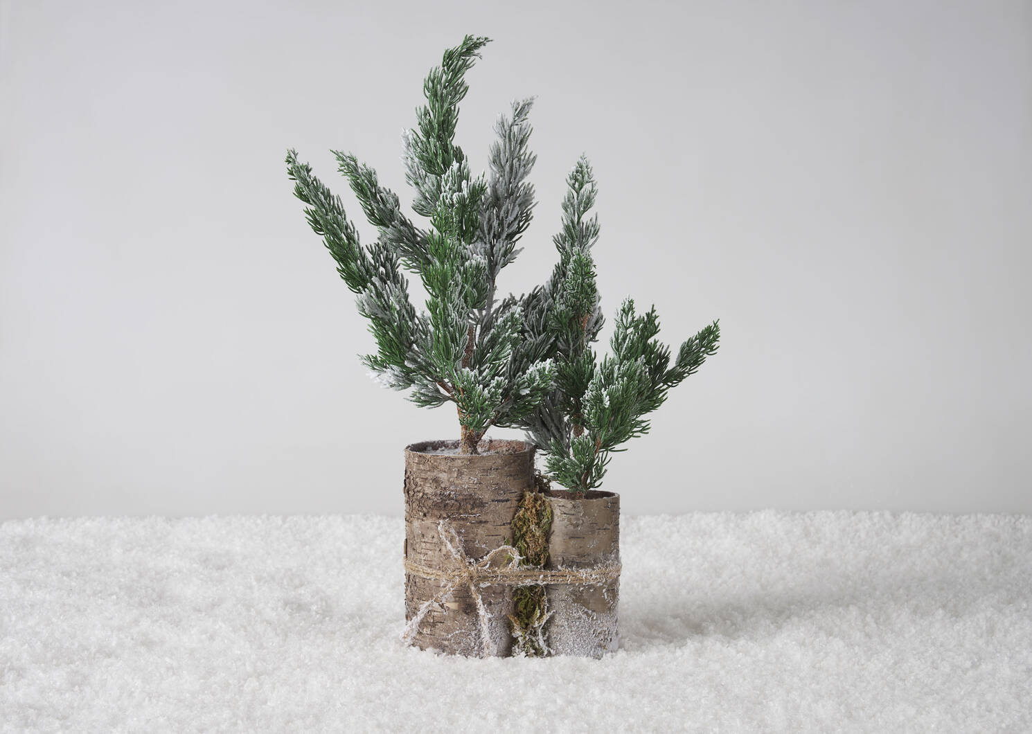 Sapins en pot Wynter