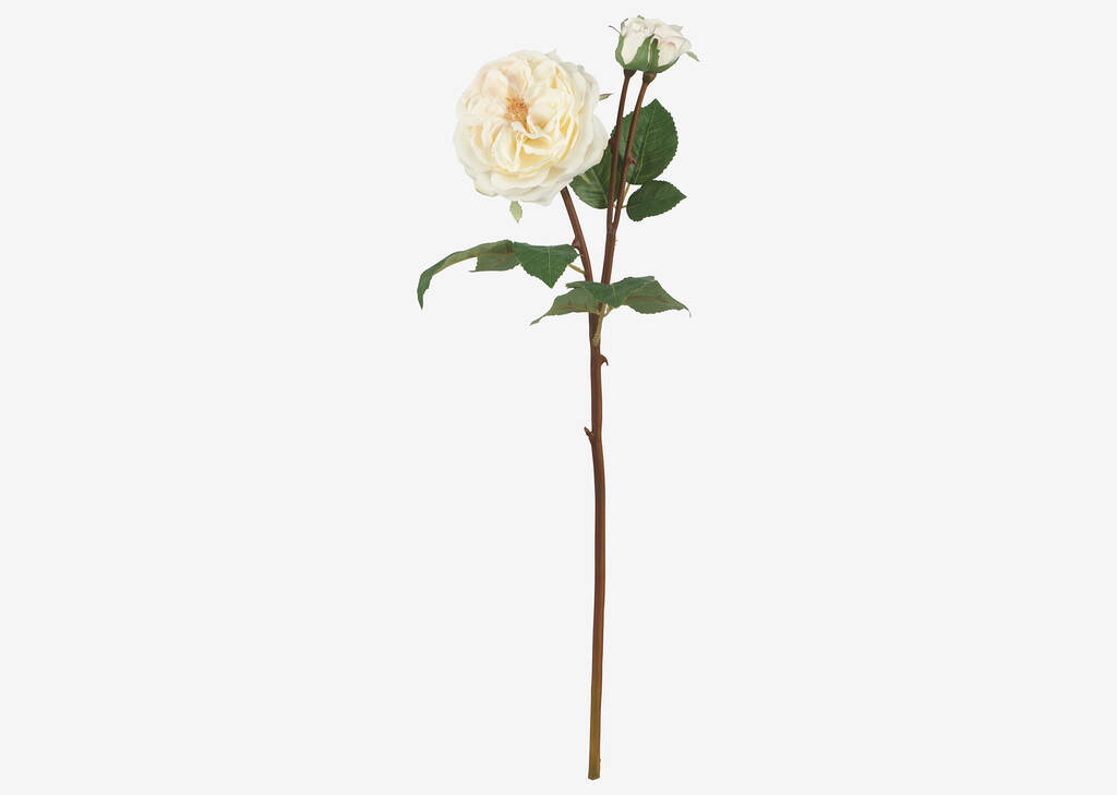 Talia Rose Branch White