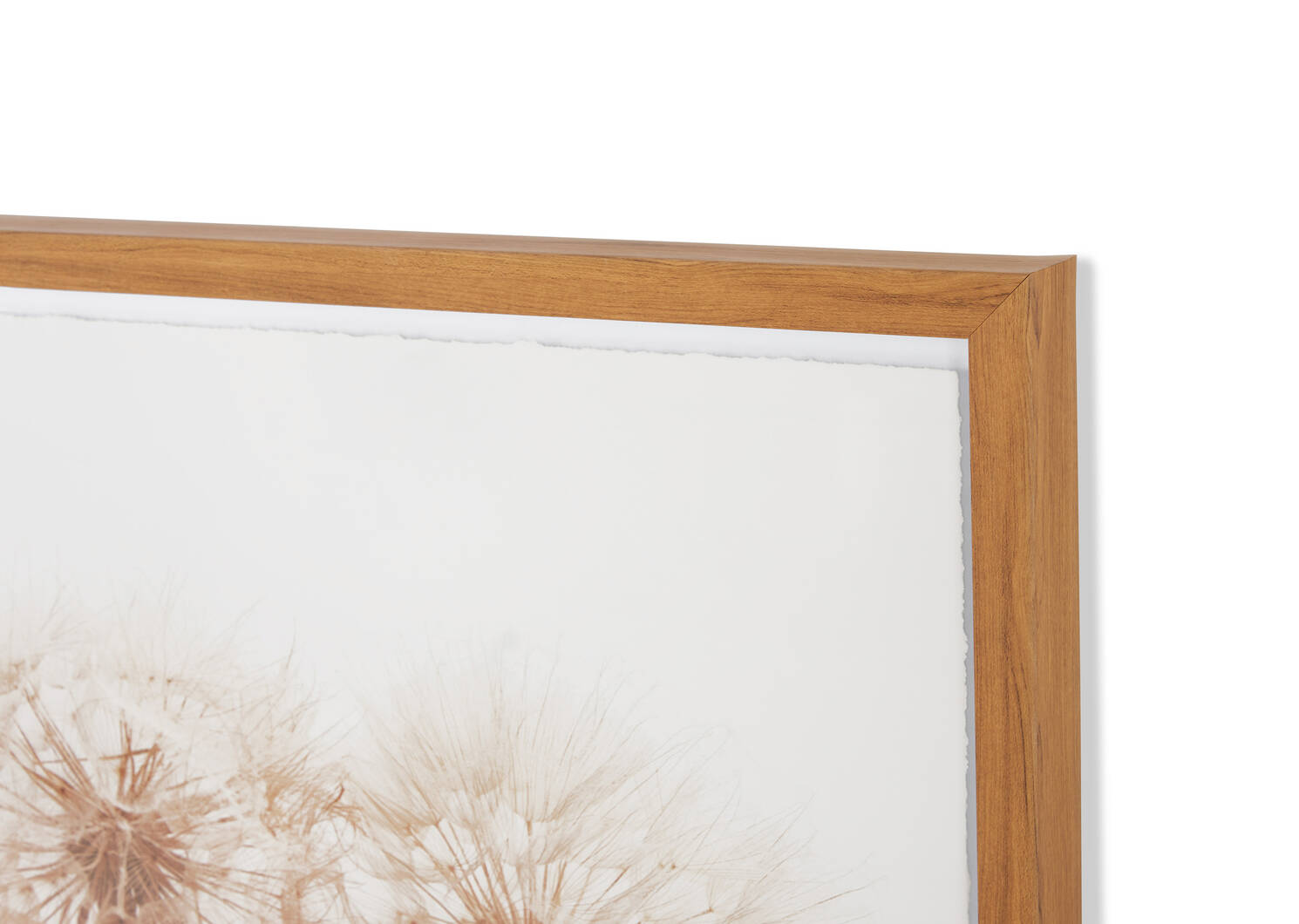 Dandelions Framed Print