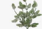 Branche de houblon Lyle