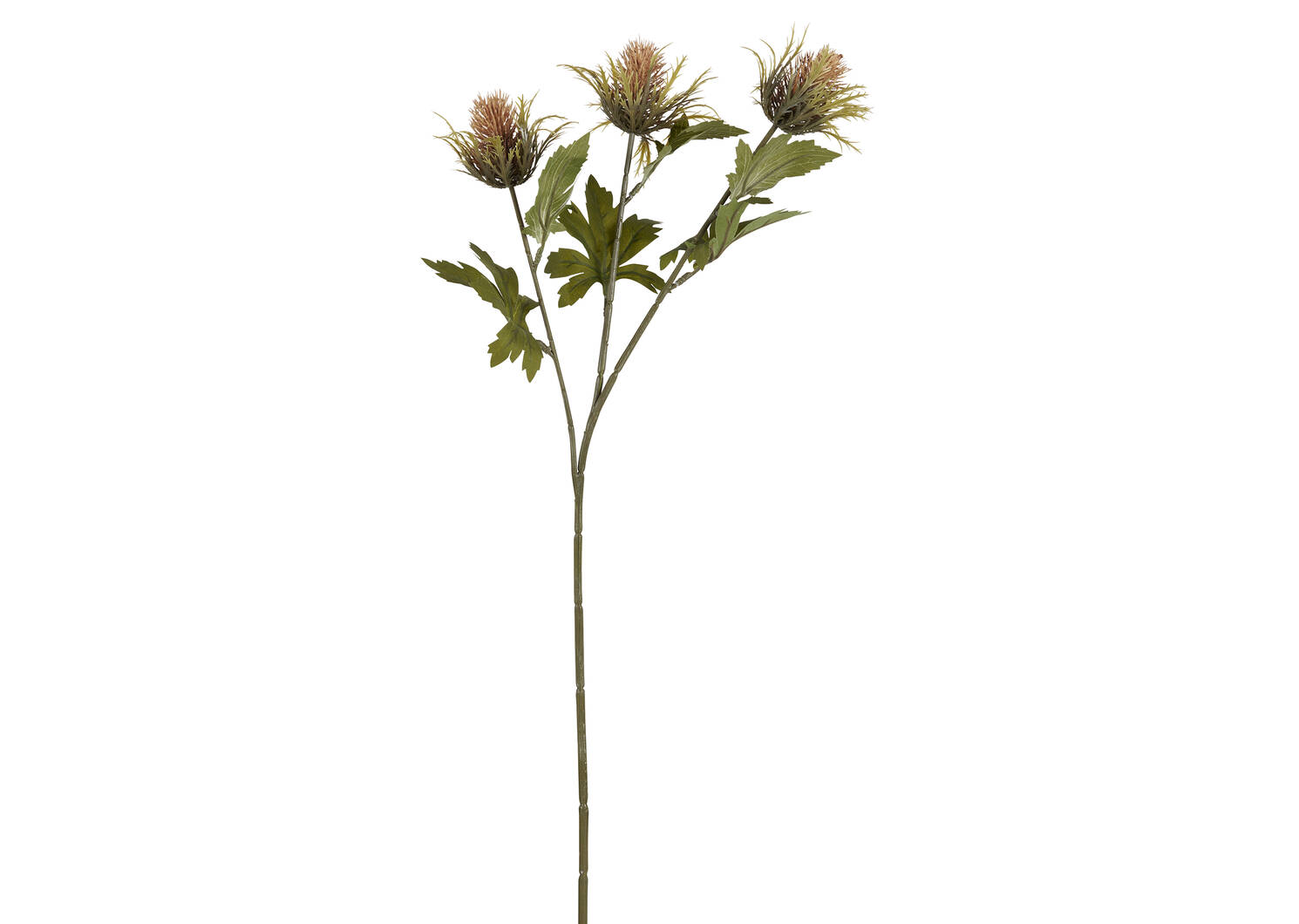 Branche de cardère Thorne