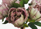 Liliane Peony Bundle Ballet Pink