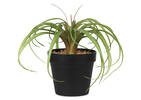 Tilla Plant Potted