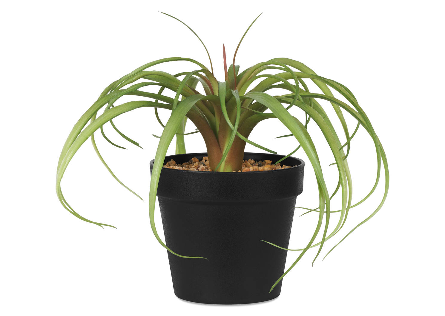 Tilla Plant Potted