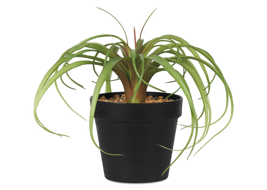 Tilla Plant Potted