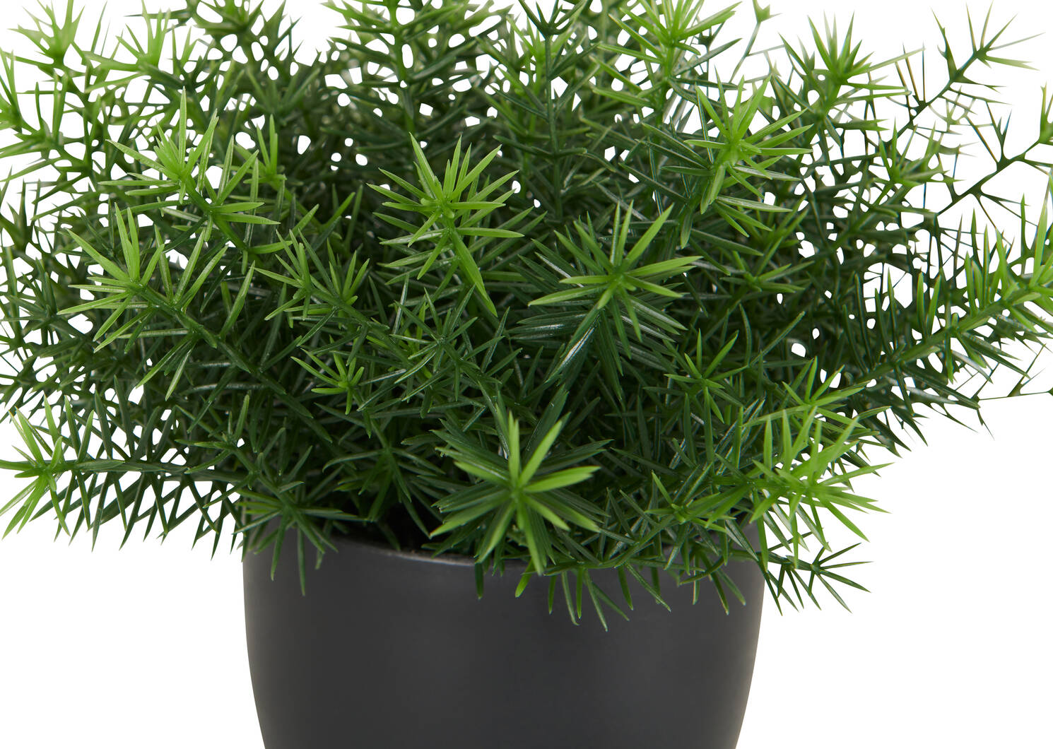 Cay Asparagus Fern Potted