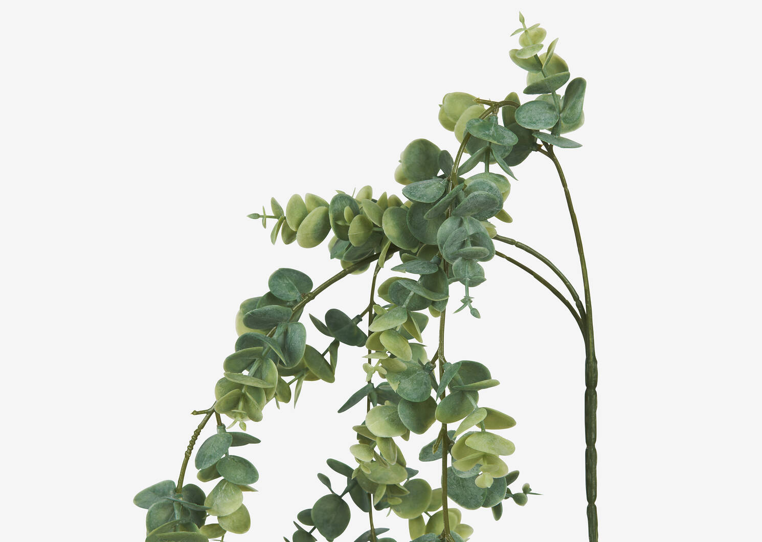 Marla Hanging Eucalyptus