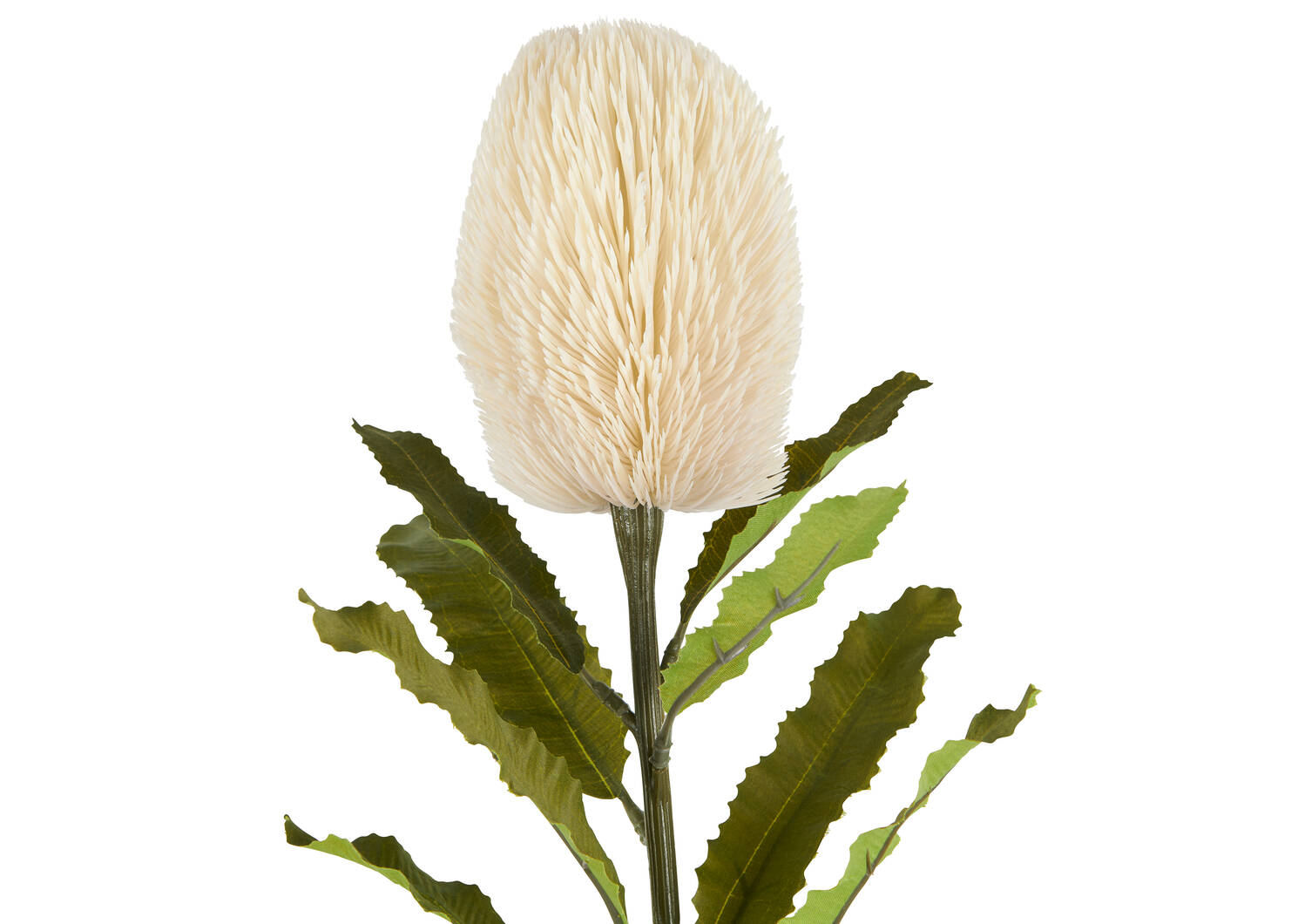 Tige de banksia Jocie ivoire
