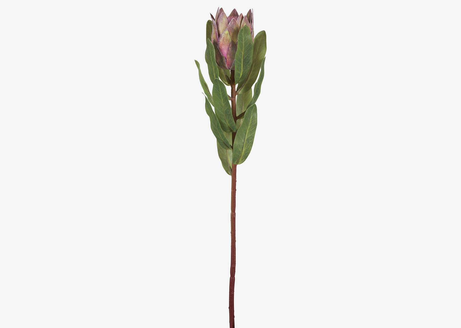 Avelina Protea Stem Clay Pink