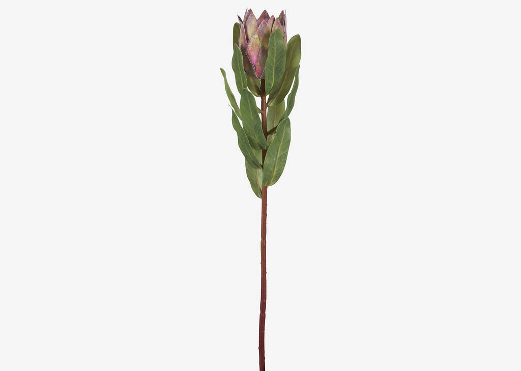 Tige de protea Avelina coquille