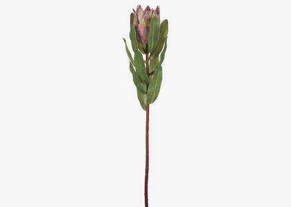 Tige de protea Avelina rose argile