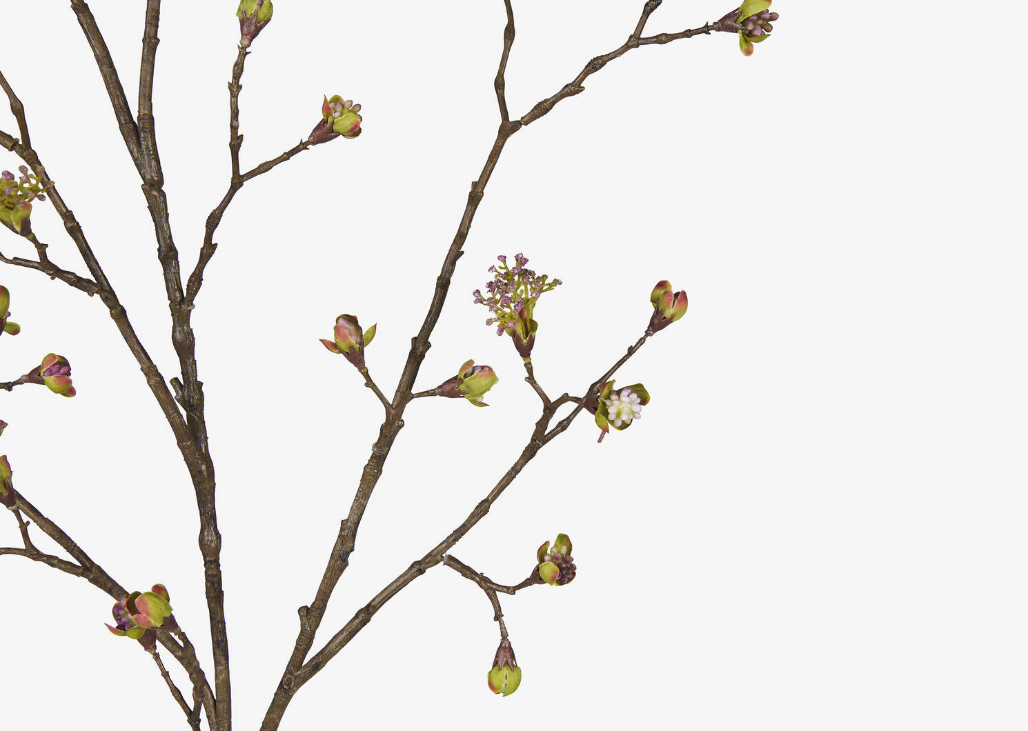 Gail Prunus Branch