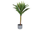 Dracaena en pot Tate