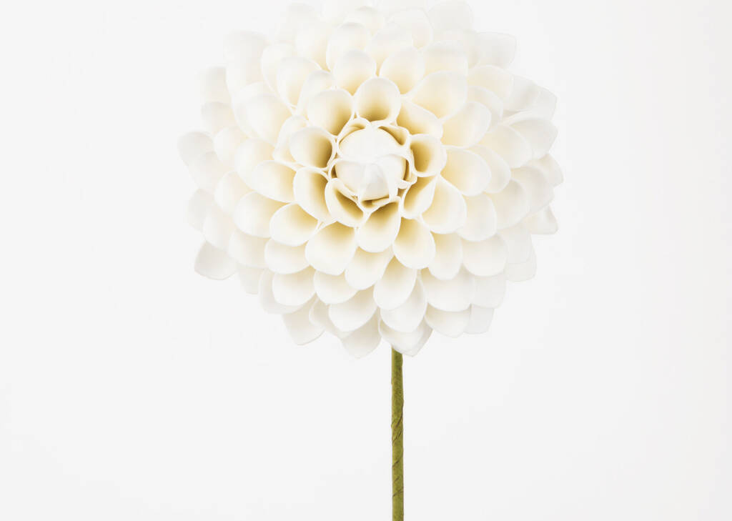 Lynn Dahlia Jumbo Milk