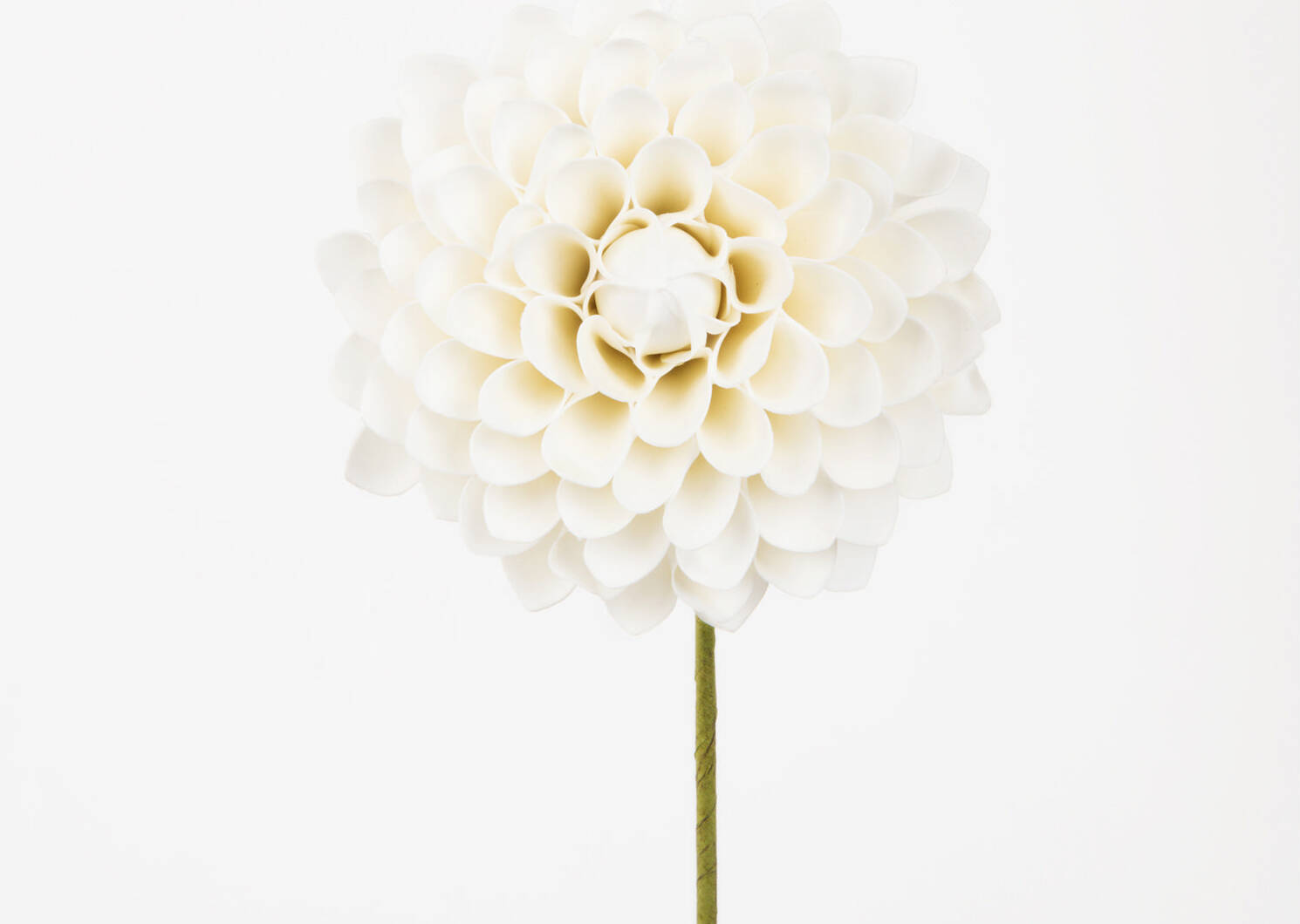 Lynn Dahlia Jumbo Milk