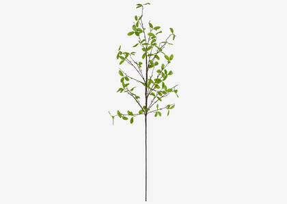 Privet Leaf Branch