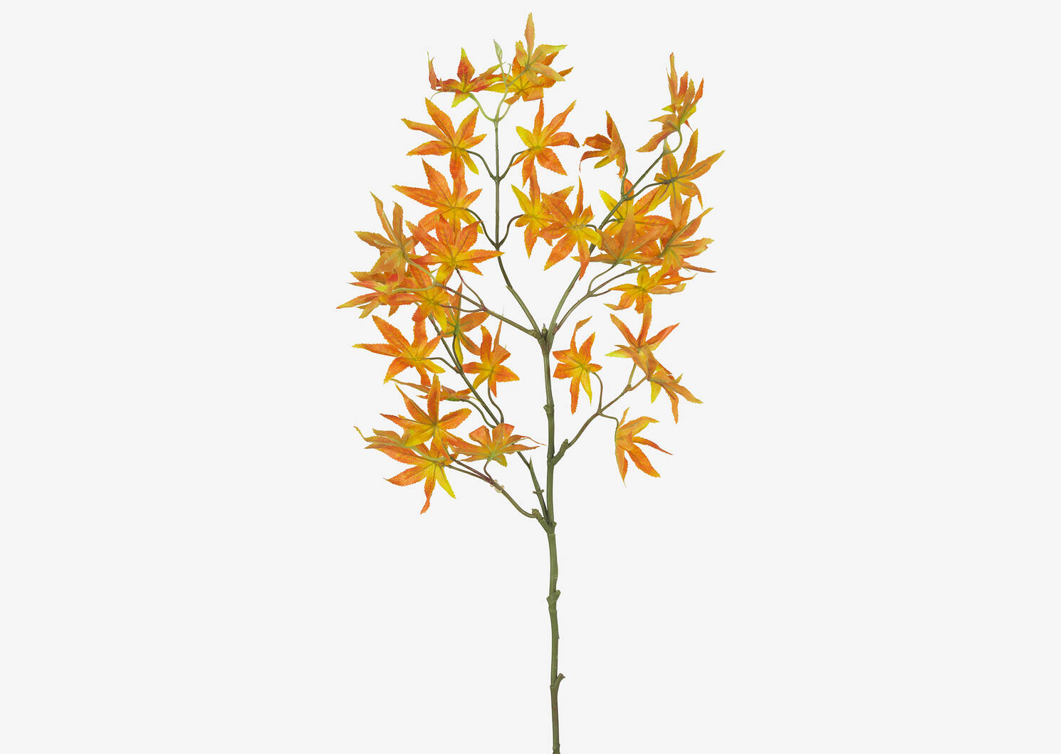 Tige de feuilles d'érable Caia