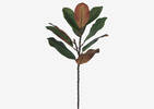 Aster Magnolia Branch Green/Brown