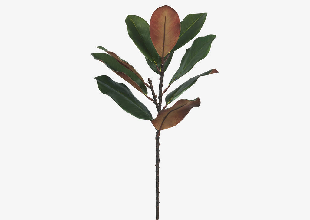 Aster Magnolia Branch Green/Brown