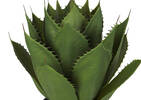 Jaya Star Cactus Potted